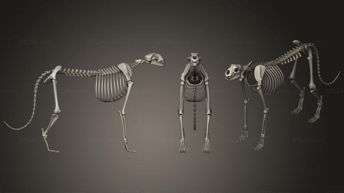 Анатомия скелеты и черепа (Скелет гепарда, ANTM_0349) 3D модель для ЧПУ станка